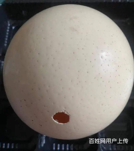 【搞定了！】出售一枚超级大的鸵鸟蛋壳 - 图片 2