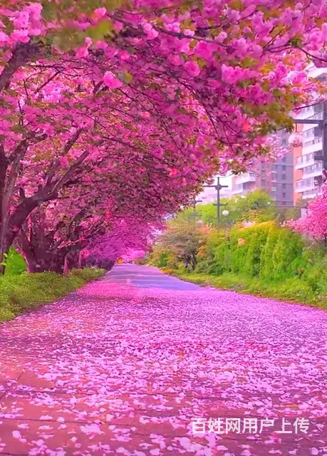 高薪寻觅沈阳市喜欢旅游的女士 - 图片