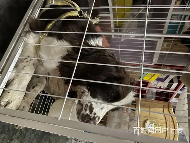 史宾格出售 - 图片 4