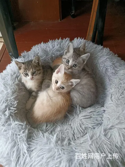 猫咪免费送 - 图片 2