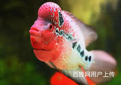 黄冈出售泰国进口精品罗汉鱼一手货源，送货上门 - 图片 7