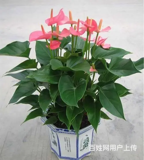 昆山绿植租赁 - 图片 2