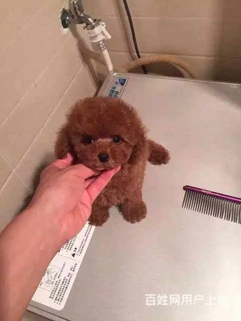 包头正规泰迪犬舍泰迪市场价多少钱 - 图片 2
