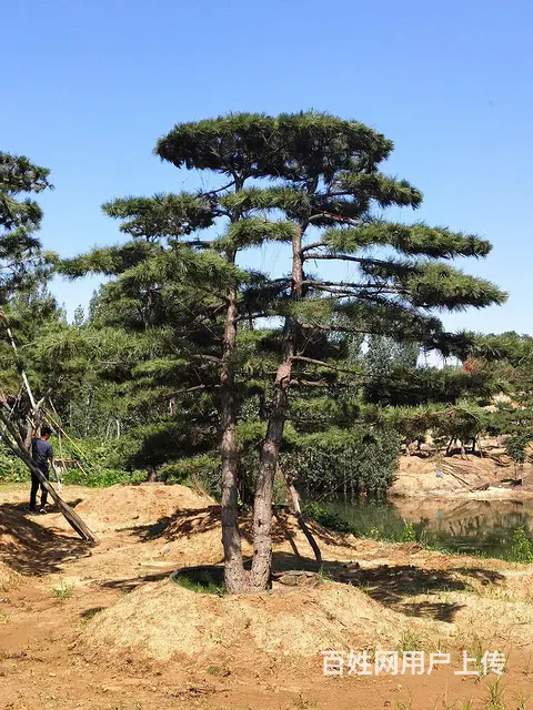 造型油松  造型松  景观松 - 图片 3