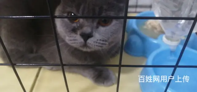 成猫母蓝猫结缘 - 图片 1