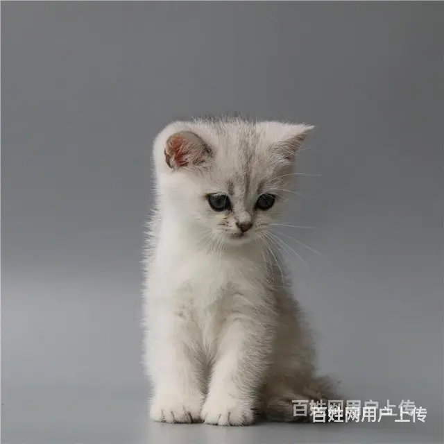 湖州英国短毛猫银渐层到手价格 - 图片 3