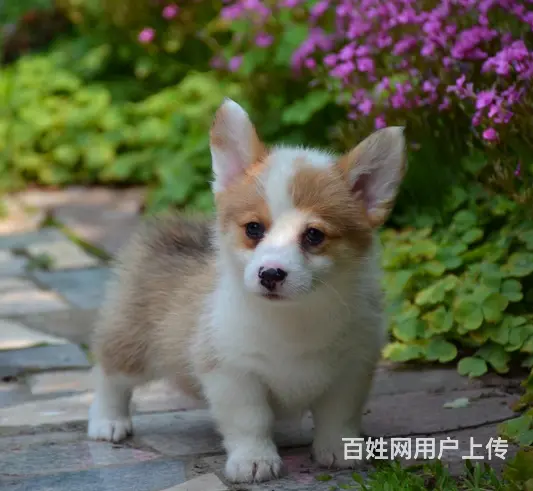 泰安哪里有自家繁殖纯种柯基犬 质保终身 签协议 - 图片 5