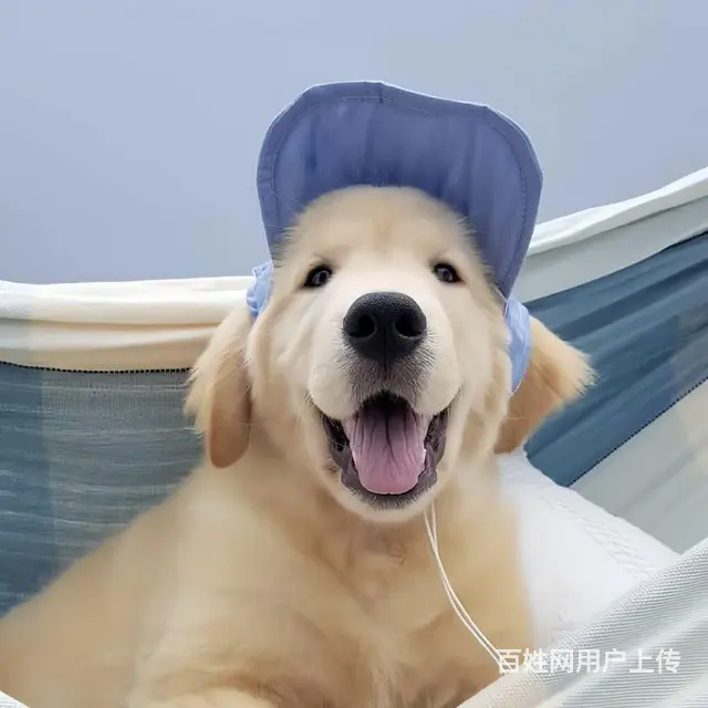 朋友送的金毛，现在没时间养了  狗狗各项都是非常好 - 图片 2