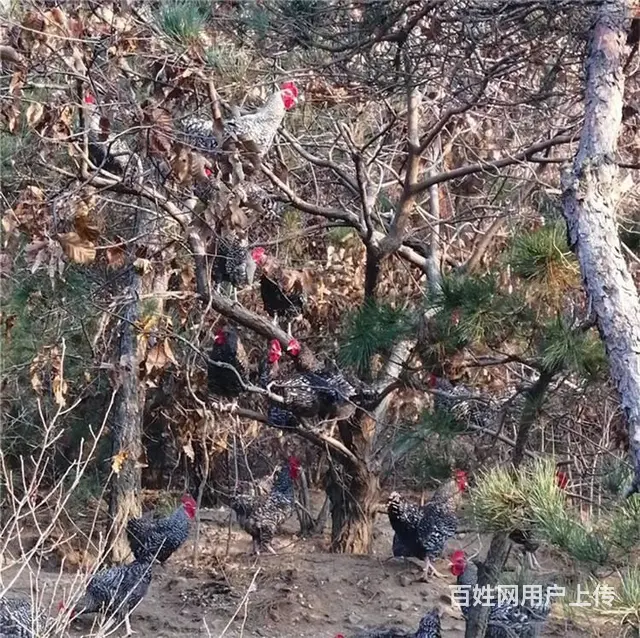 烟台鸡苗，烟台小鸡苗小鹅，烟台鹅苗 - 图片 3