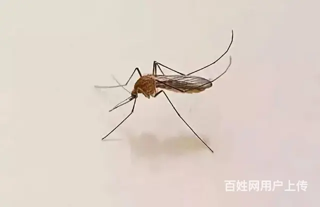 广州杀蚊子公司，彻底除蚊子、上门灭蚊蝇服务 - 图片 4