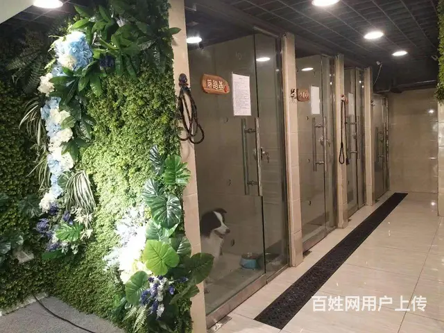 旺铺居）万达广场商业街宠物老店整体转让或空转 - 图片 3
