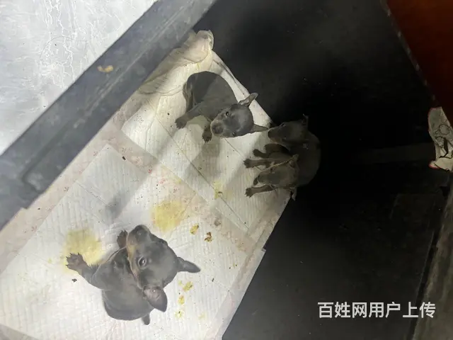 蓝色鹿 - 图片 5