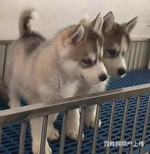滨州哪卖哈士奇，哪有哈士奇，谁家的哈士奇靠谱 - 图片 8