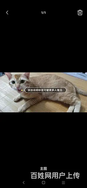 橘猫 脾气好 一岁 已驱虫三针疫苗 希望爱猫人士领 - 图片