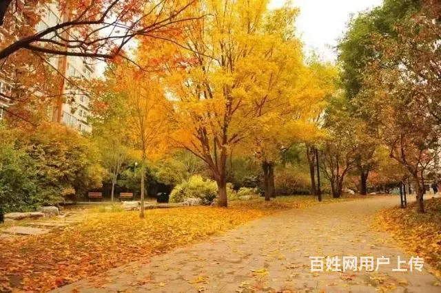 陪诊师 - 图片