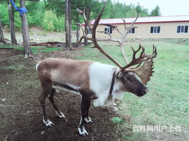 呼伦贝尔旅游包车刘伟师傅13191315131 - 图片 12