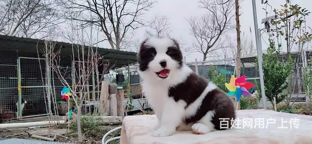 宿迁边境牧羊犬，2-3个月幼犬【益帆边境犬舍】 - 图片 1