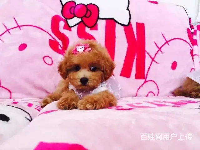天门【泰迪犬舍】地址泰迪市场价多少钱 - 图片 1