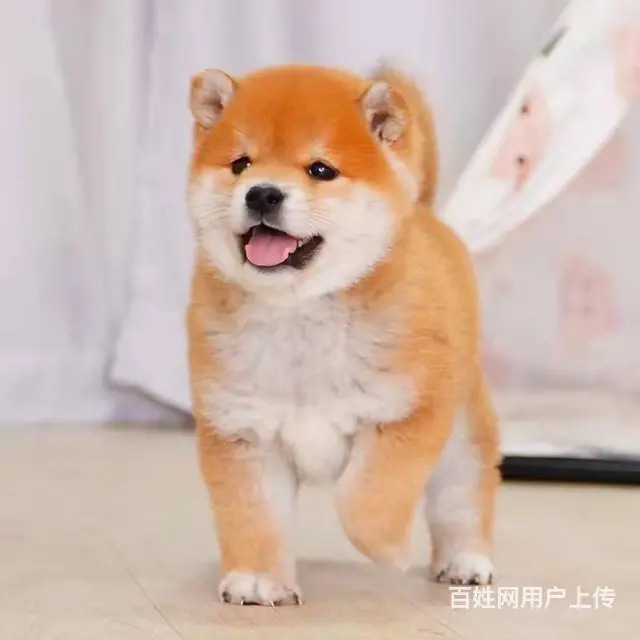 纯种日本柴犬 纯正柴犬出售保健康疫苗驱虫做全 - 图片 1