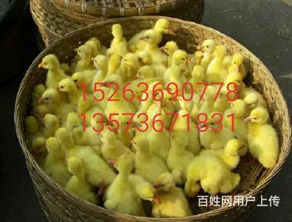 滨州笨鸡苗，滨州柴鸡苗，滨州芦花鸡苗 - 图片 5