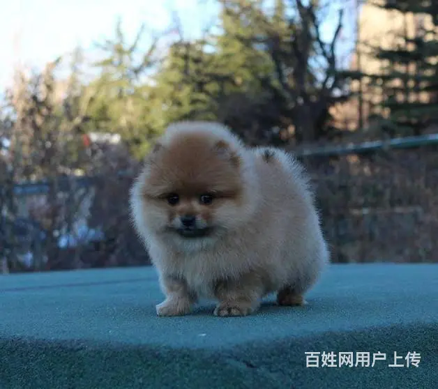 现在哪有卖博美犬的 博美犬都有多少钱的 - 图片 9