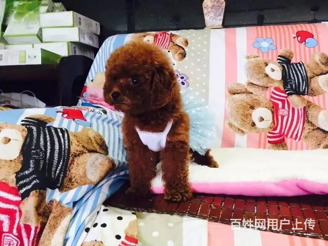 宿迁如何挑选好看的泰迪泰迪大概多少钱 - 图片 1