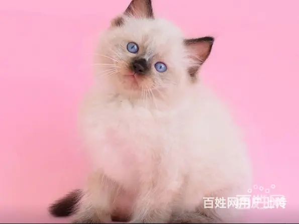 精选猫舍出售布偶猫 蓝猫 加菲猫 纯种健康有保证 - 图片 4