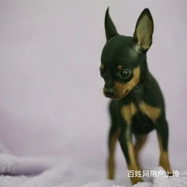 宿迁本地到哪可以买小鹿犬 咨询小鹿犬市场价格 - 图片 8