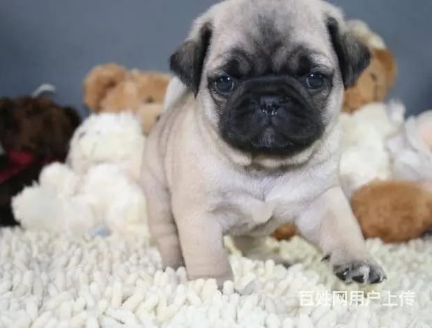 广州巴哥犬一只多少钱 实体犬舍 自家繁殖保健康 - 图片 8