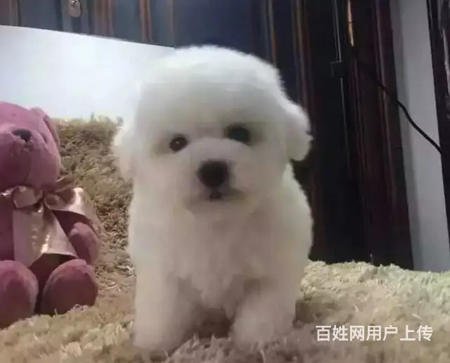 辽阳血统比熊哪里有卖，血统比熊一般多少钱 - 图片 6