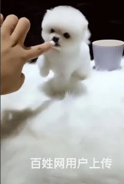 精品博美 来场可看到狗父母 健康签协议 直销 - 图片 7