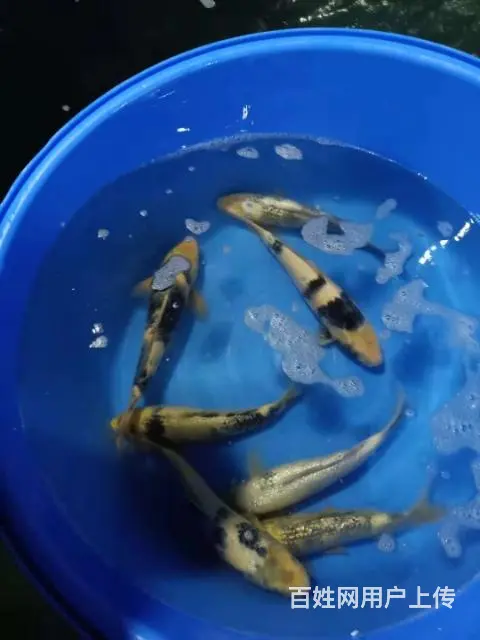 苏州永乐锦鲤常年出售锦鲤鱼 - 图片 5