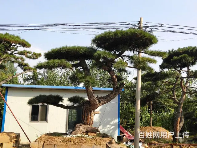 造型油松  造型松  景观松 - 图片 1