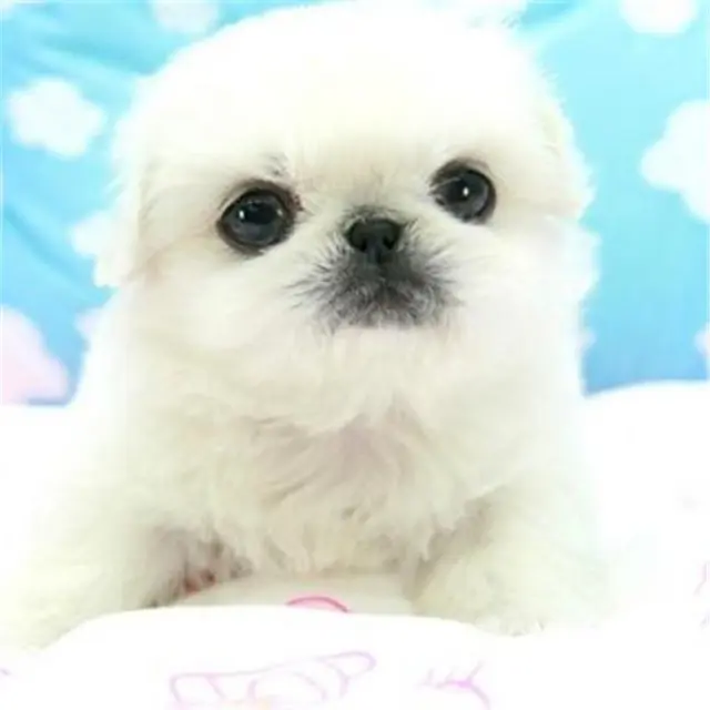 淮南【十年老店】常年繁殖优质血统京巴幼犬 - 图片 12