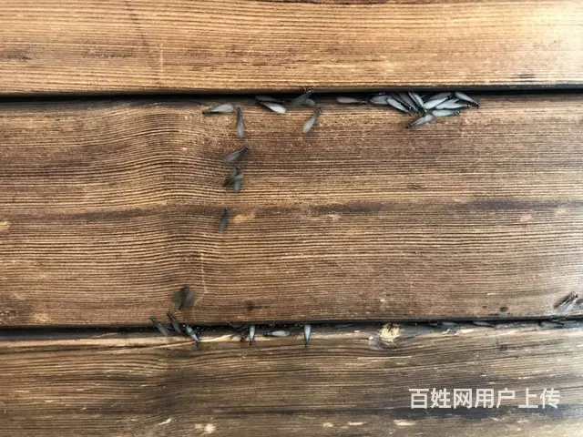 绵竹白蚁防治掉黑色翅膀的蚂蚁是白蚁灭飞蚂蚁 - 图片 1