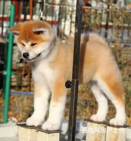 哪里出售纯种秋田幼犬 秋田价格 秋田犬舍 - 图片 2