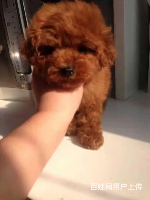 标准泰迪 泰迪幼犬 终身售后 泰迪狗狗贵宾犬泰 - 图片 7
