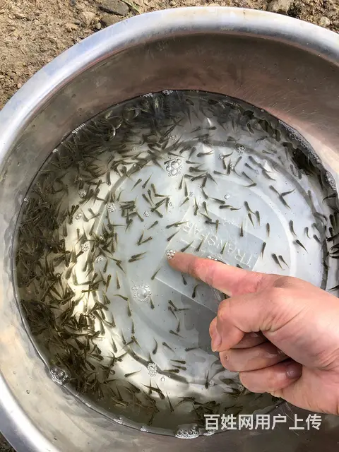 常州 青鱼乌子夏花鱼苗 - 图片 9