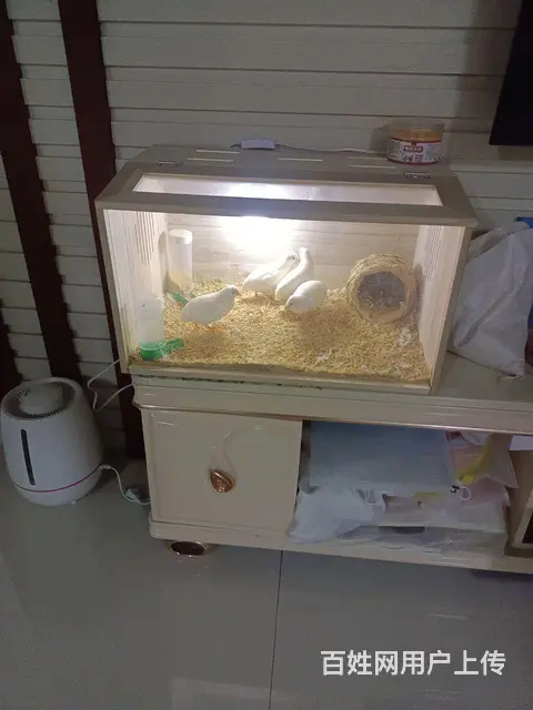 芦丁鸡 - 图片 2