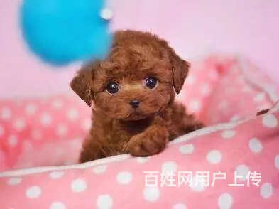 赤峰泰迪多少钱一只 泰迪价格 纯种泰迪 保健康 - 图片 12