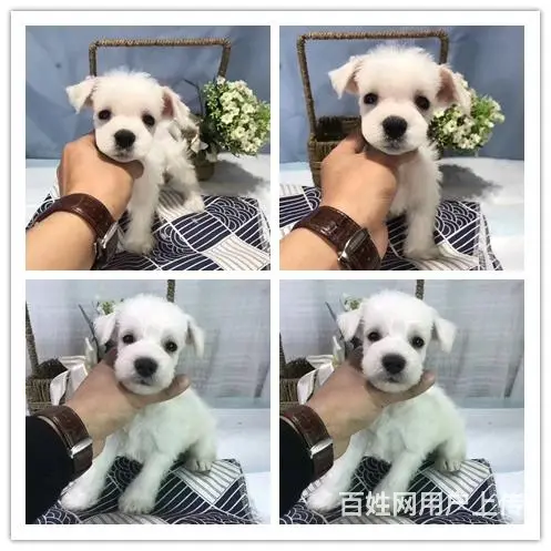 黑银 椒盐 纯白色雪纳瑞 三到五个月的都有 品质健 - 图片 1