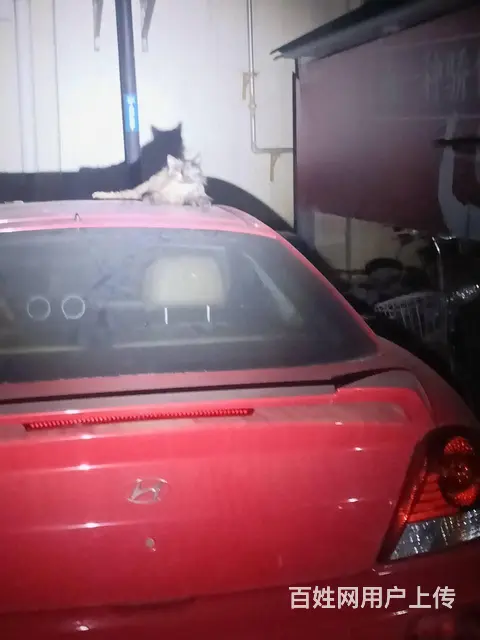 猫咪丢失怎么办，爱宠救援家教你如何快速找回丢失的猫 - 图片 7