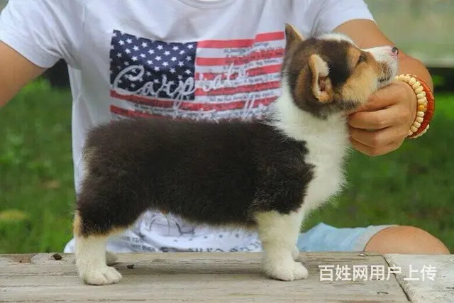 巴中地区纯种威尔士柯基幼犬 健康有保障 可签协议可 - 图片 2