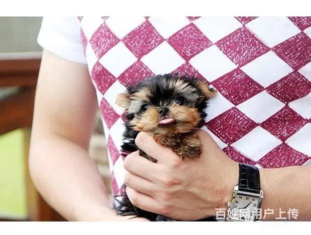 广州买狗首选推荐 正规犬舍 纯种约克夏犬多只待售 - 图片 2