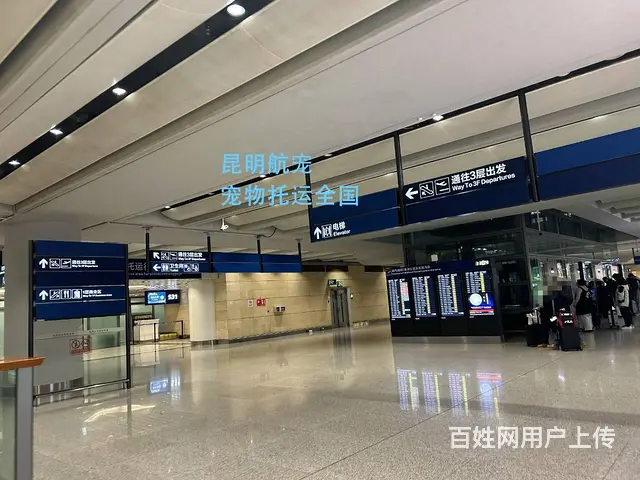 不是中间商 昆明石林县宠物托运全国 - 图片 1