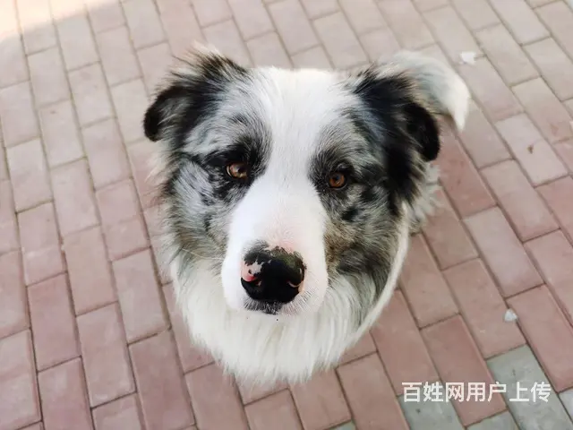 陨石边牧配种 - 图片 2