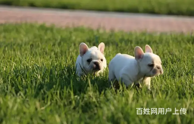 出售法国斗牛犬 包纯种血统健康 可签协议 - 图片 9