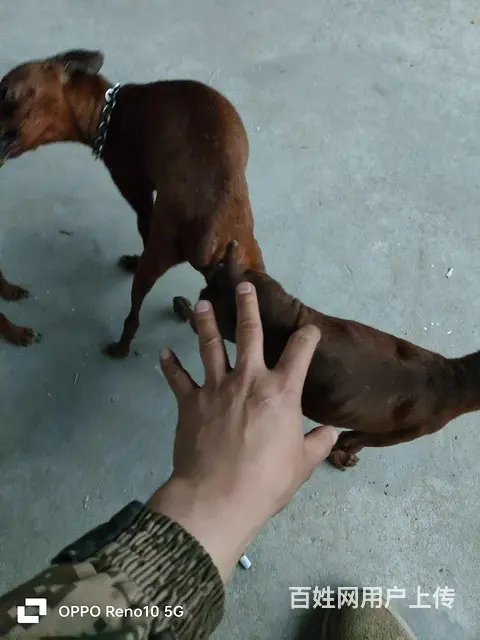 爆红小体鹿犬 - 图片 1