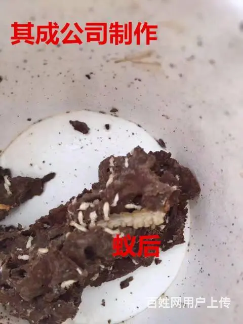 珠海灭蟑螂，灭鼠，灭白蚁！无效退款 - 图片 3