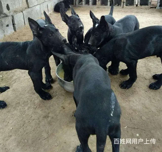 安徽六安舒城卡斯罗哪里卖联系电话 - 图片 1